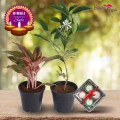 Exotic Flora Diwali Plant Gifts - Aglaonema Lipstick & Jasmine Rose Regular With Clay Diyas Diwali Gifting Combo's