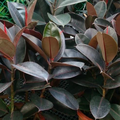 Exoticflora Indoor Plants Ficus Elastica Red / Rubber Plant- Indoor/Outdoor