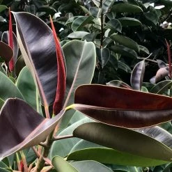 Exoticflora Indoor Plants Ficus Elastica Red / Rubber Plant- Indoor/Outdoor