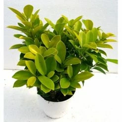 Exoticflora Indoor Plants Ficus Benjamina Gold - Indoor/Outdoor Ornamental Plants