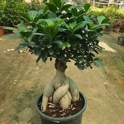 Exoticflora Indoor Plants Ficus Microcarpa - Bonsai