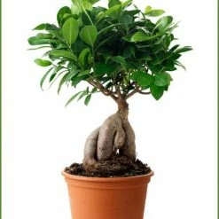Exoticflora Indoor Plants Ficus Microcarpa - Bonsai