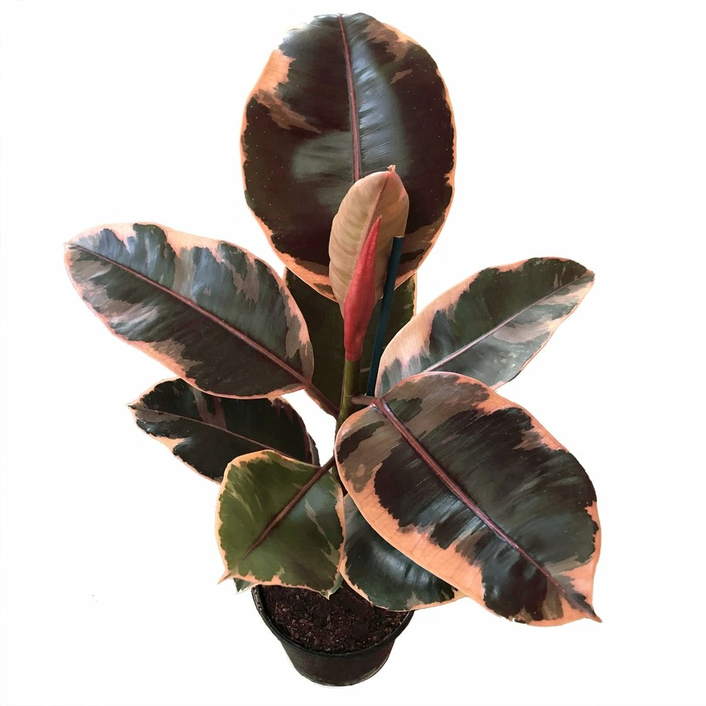 Exoticflora Ficus Elastica Red Variegata - Indoor/Outdoor-Ornamental Plants 1 Exoticflora Ficus Elastica Red Variegata - Indoor/Outdoor-Ornamental Plants
