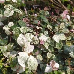 Exoticflora Pink Wall Creeper Variegated/Ficus Pumila - Creepers & Climbers