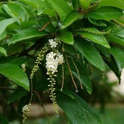 Exoticflora Perfuming Flowering Plants Fiddlewood Tree / Brindhavan Champa - Avenue Trees