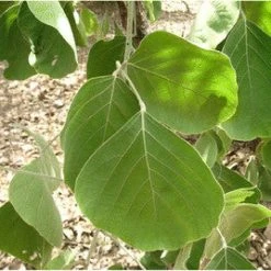 Exoticflora Flame Of The Forest / Butea Monosperma - Avenue Trees