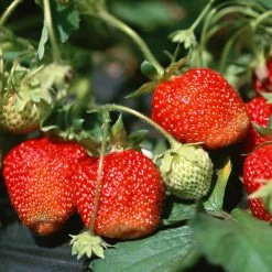 Exoticflora Strawberry - Fruit Plants & Tree Exotic Fruit Plants