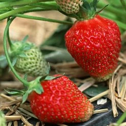 Exoticflora Strawberry - Fruit Plants & Tree Exotic Fruit Plants