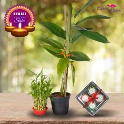 Exotic Flora Diwali Gifting Combo's Diwali Plant Gifts - Lucky Bamboo & Heliconia Acuminata With Clay Diyas
