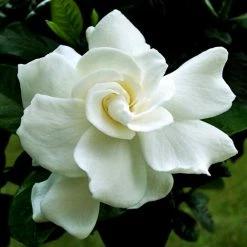 Exoticflora Gardenia/Jasmine Rose Regular - Top Perfuming - Fragrant Plants Year Round Flowering Plants