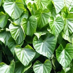 Exotic Flora Medicinal Plants Tinospora Cordifolia - Medicinal Herbs