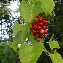 Exotic Flora Medicinal Plants Tinospora Cordifolia - Medicinal Herbs