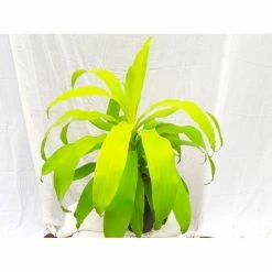 Exoticflora Dracaena Limelight - Indoor Plants