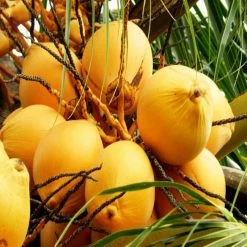 Exotic Space Golden Coconut - Fruit Plants & Tree