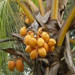 Exotic Space Golden Coconut - Fruit Plants & Tree