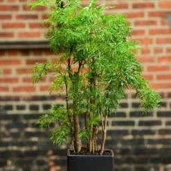 Exoticflora Aralia Fern Leaf - Indoor Plants