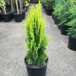 Exotic Flora Thuja Orientalis Gold - Ornamental Plants
