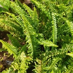 Exoticflora Green Boston Fern - Indoor Plants 5 Exoticflora Green Boston Fern - Indoor Plants