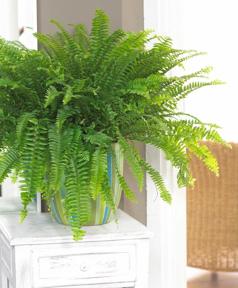 Exoticflora Green Boston Fern - Indoor Plants 1 Exoticflora Green Boston Fern - Indoor Plants