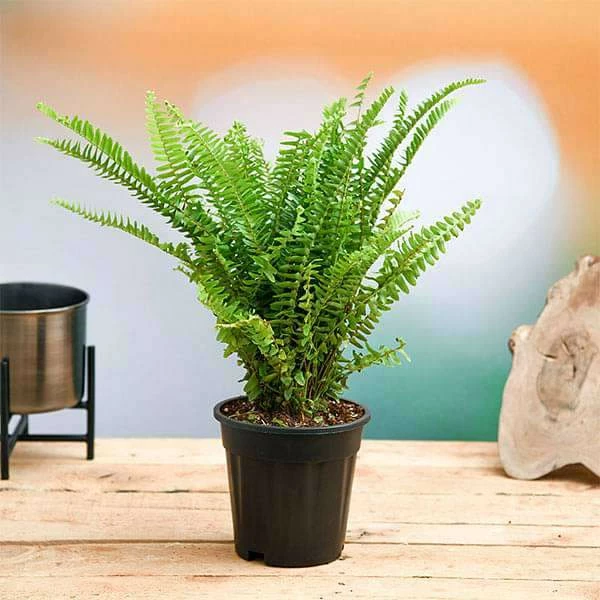 Exoticflora Green Boston Fern - Indoor Plants 2 Exoticflora Green Boston Fern - Indoor Plants