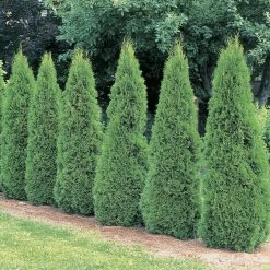 Exoticflora Thuja Orientalis Green - Ornamental Plants
