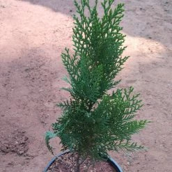 Exoticflora Thuja Orientalis Green - Ornamental Plants