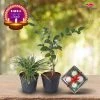 Exotic Flora Diwali Plant Gifts - Spider Plant & Jasmine Mini With Clay Diyas Diwali Gifting Combo's