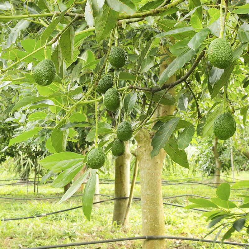 Exoticflora Avocado (Grafted) - Fruit Plants & Tree 2 Exoticflora Avocado (Grafted) - Fruit Plants & Tree