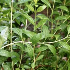 Exotic Flora Lawsonia Inermis/Henna/Mehendi Plant - Plant Ornamental Plant