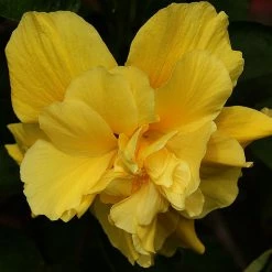 Exoticflora Year Round Flowering Plants Hibiscus Yellow DOUBLE - Flowering Shrubs