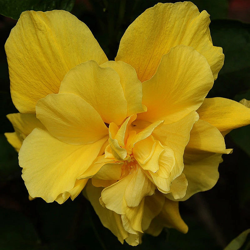 Exoticflora Year Round Flowering Plants Hibiscus Yellow DOUBLE - Flowering Shrubs 2 Exoticflora Year Round Flowering Plants Hibiscus Yellow DOUBLE - Flowering Shrubs