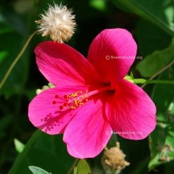 Exotic Flora Hibiscus Dark Pink (Viceroy) - Flowering Plants