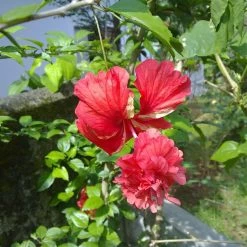Exotic Flora Hibiscus Double Decker - Flowering Plants