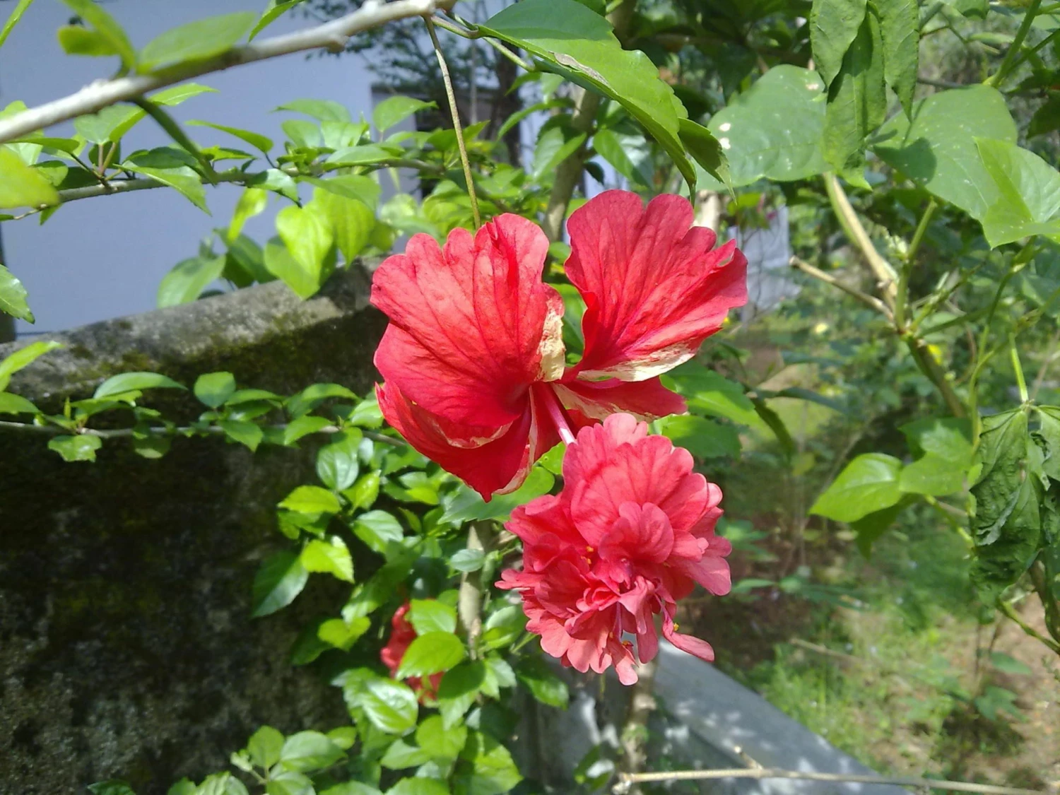 Exotic Flora Hibiscus Double Decker - Flowering Plants 1 Exotic Flora Hibiscus Double Decker - Flowering Plants