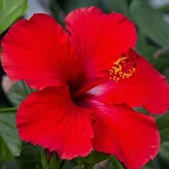 Exoticflora Year Round Flowering Plants Hibiscus Red Hybrid - Flowering Plants