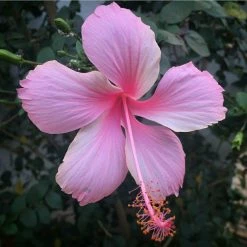 Exotic Flora Hibiscus Light Pink Desi - Flowering Plants