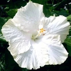 Exoticflora Hibiscus White Hybrid - Flowering Plants Year Round Flowering Plants