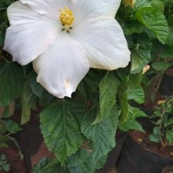 Exoticflora Hibiscus White Hybrid - Flowering Plants Year Round Flowering Plants
