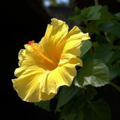 Exoticflora Hibiscus Yellow Hybrid Single Color - Flowering Plants Year Round Flowering Plants