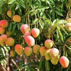 Exoticflora Mango Suvarnarekha(Grafted) - Fruit Plants & Tree Grafted Fruit Plants