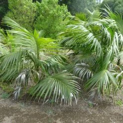 Exoticflora Kentia Forsteriana - Palms