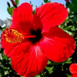 Exoticflora Year Round Flowering Plants Hibiscus Red Hybrid - Flowering Plants