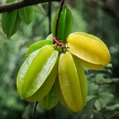 Exotic Flora Star Fruit (Grafted)- Fruit Plants & Tree Grafted Fruit Plants