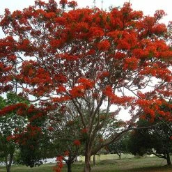 Exoticflora Flowering Trees Royal Poinciana / Gul Mohar / Delonix Regia - Avenue Trees