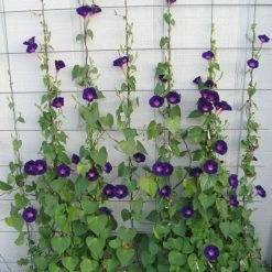 Exoticflora Ipomoea Purpurea - Creepers & Climbers