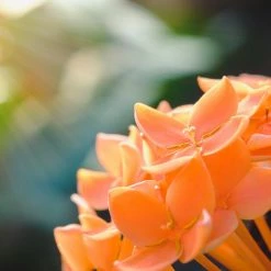 Exoticflora Ixora Semi Dwarf Orange - Flowering Shrubs