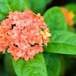 Exoticflora Ixora Semi Dwarf Orange - Flowering Shrubs