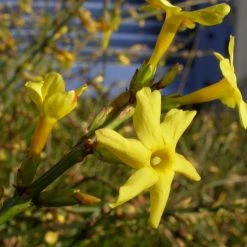Exoticflora Jasminum Nudiflorum - Creepers & Climbers Creepers & Climbers Flowering