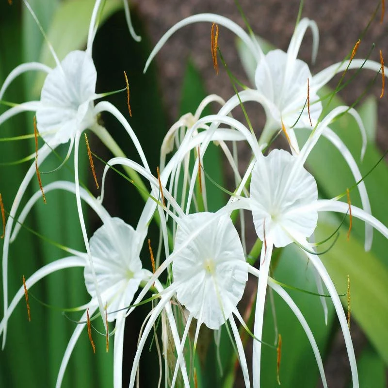 Exotic Flora Year Round Flowering Plants Spider Lily/Beach Spider Lily - Flowering Plants 3 Exotic Flora Year Round Flowering Plants Spider Lily/Beach Spider Lily - Flowering Plants