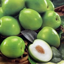 Exoticflora Indian Jujube Apple(Grafted) -Fruit Plants & Tree